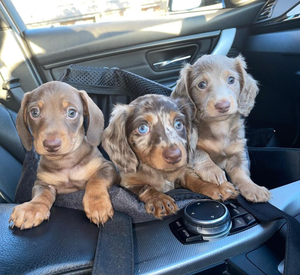 Dachshund puppies for sale California, Buy dachshunds in CA