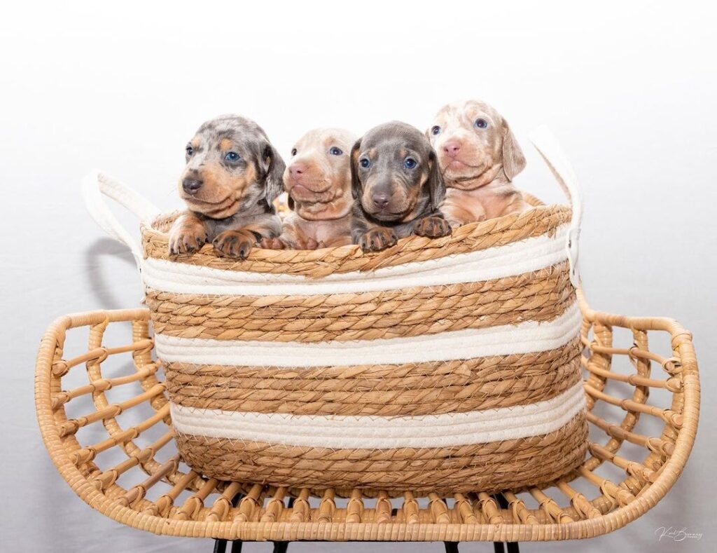 Dachshund puppies for sale Texas, Buy dachshund puppies Texas