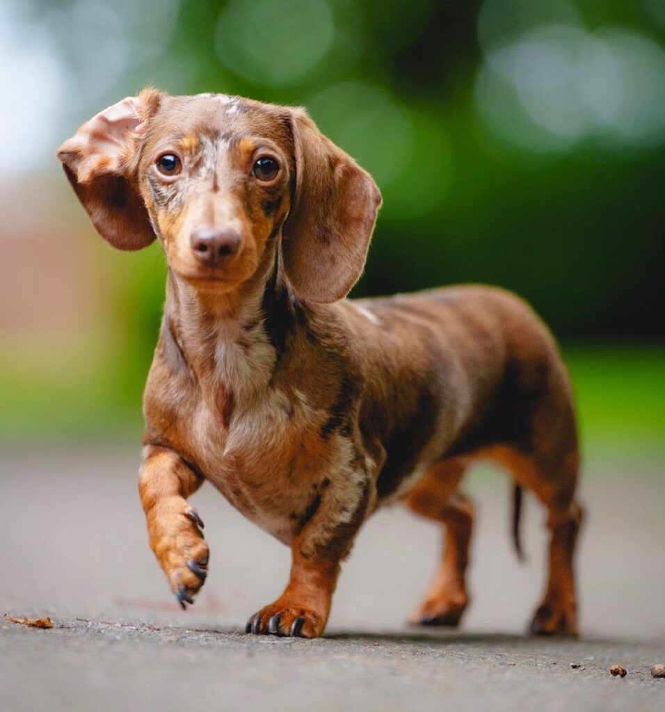 Dachshund Puppy for sale, Dapple Dachshund Puppy