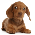 dahcshund puppies for sale