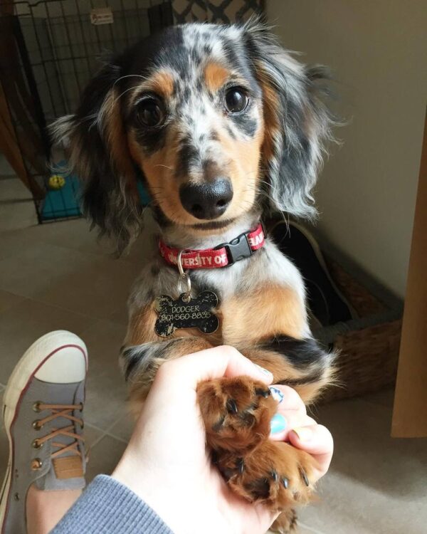 Long haired miniature dachshund, Long haired dapple dachshund