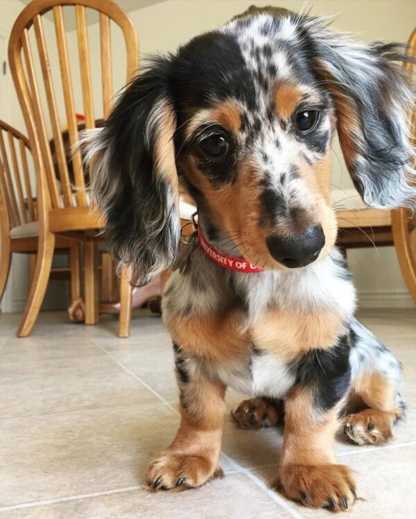 Long haired miniature dachshund, Long haired dapple dachshund