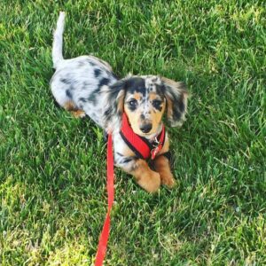 Long haired miniature dachshund, Long haired dapple dachshund