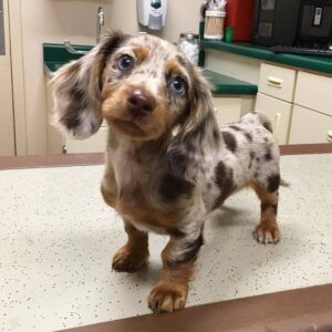 Mini dachshund puppies for sale, Long haired mini dachshund