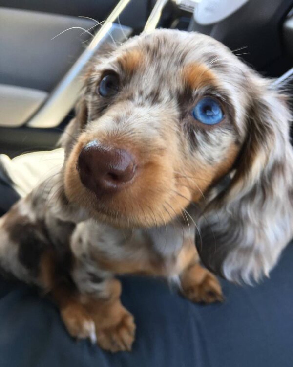 Mini dachshund puppies for sale, Long haired mini dachshund