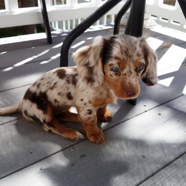 Mini dachshund puppies for sale, Long haired mini dachshund