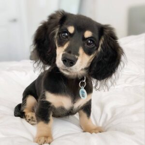 Long haired dachshund puppies, Dachshund long hair