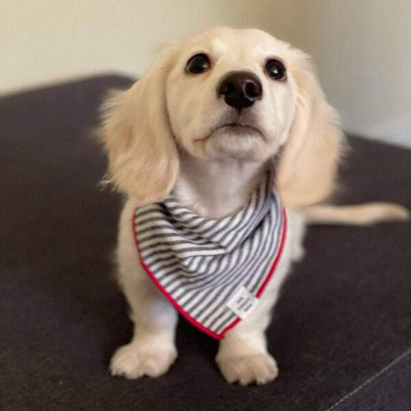 Cream miniature dachshund, English cream dachshunds.