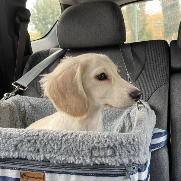 Cream miniature dachshund, English cream dachshunds.