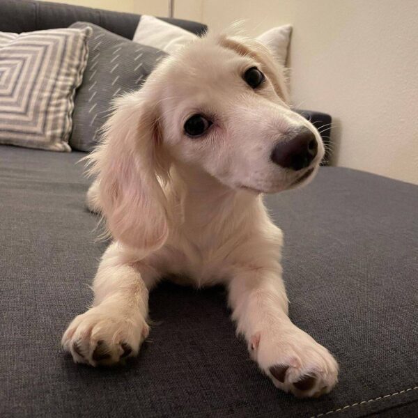 Cream miniature dachshund, English cream dachshunds.