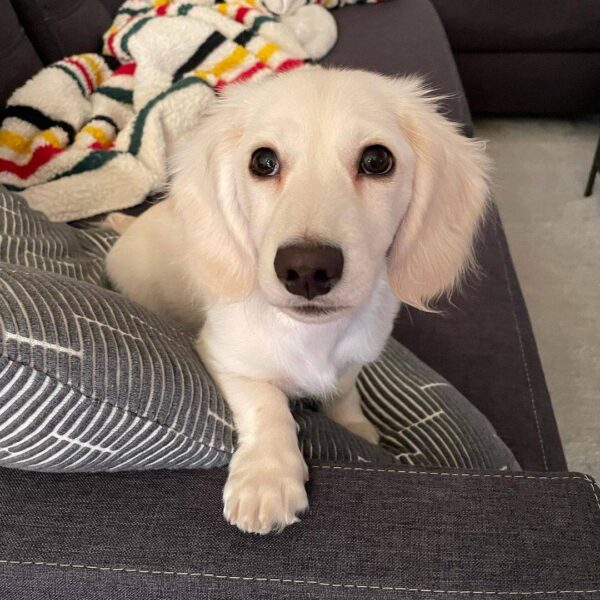 Cream miniature dachshund, English cream dachshunds.