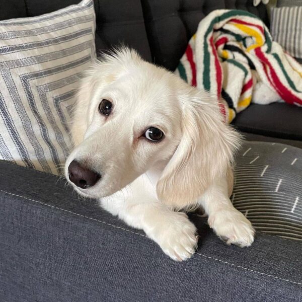 Cream miniature dachshund, English cream dachshunds.