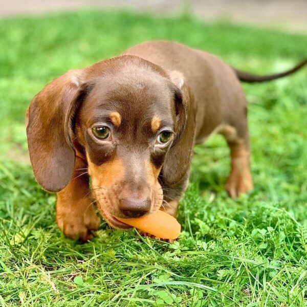 Dachshund for sale near me, Dachshund breeders near me