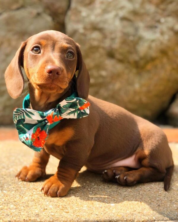 Dachshund for sale near me, Dachshund breeders near me