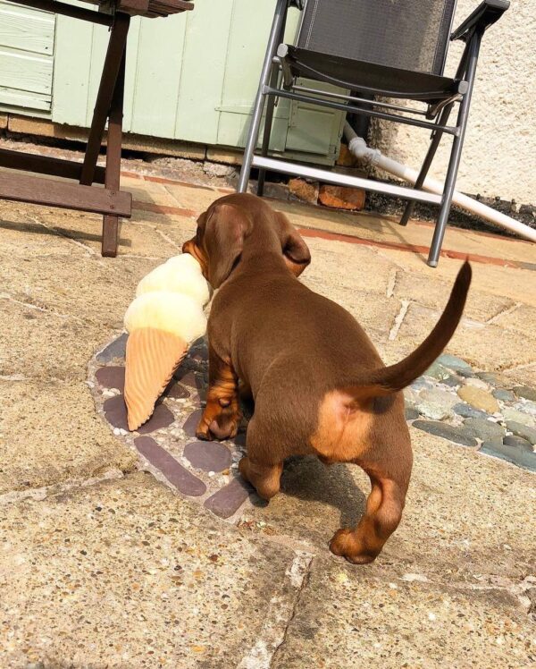 Dachshund for sale near me, Dachshund breeders near me