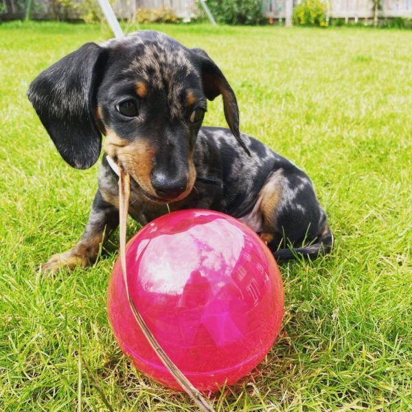 Dapple dachshund for sale, Smooth haired dachshund for sale