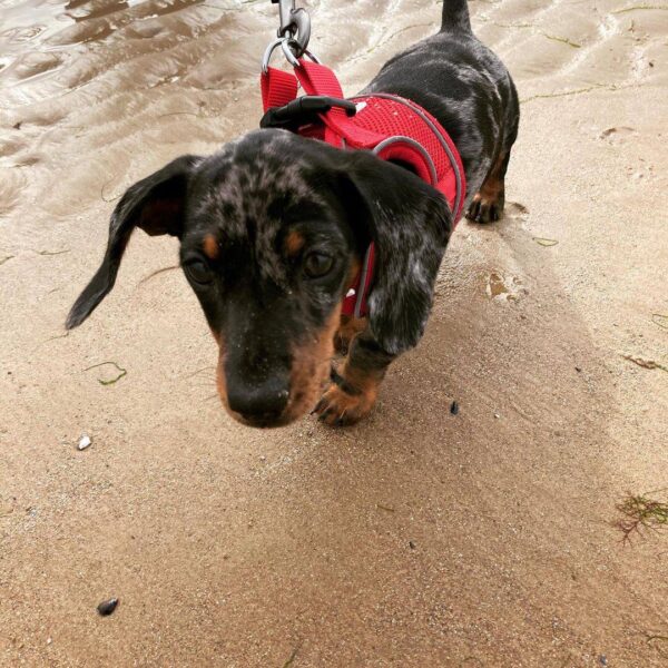 Dapple dachshund for sale, Smooth haired dachshund for sale