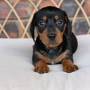 Mini dachshund for sale, Miniature dachshund for sale