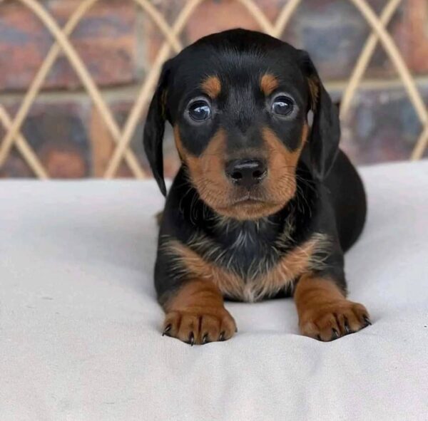 Mini dachshund for sale, Miniature dachshund for sale