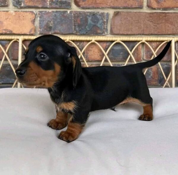 Mini dachshund for sale, Miniature dachshund for sale