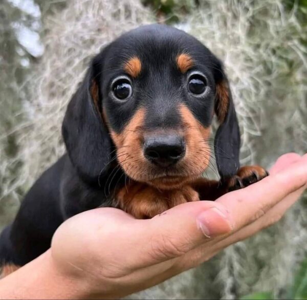 Mini dachshund for sale, Miniature dachshund for sale