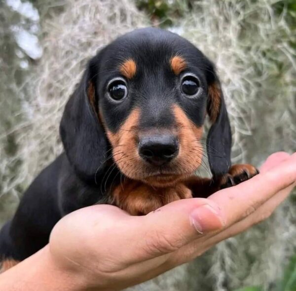 Mini dachshund for sale, Miniature dachshund for sale