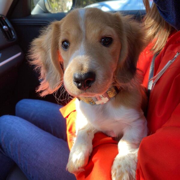 Dachshund puppies under 1000, Buy dachshunds under $1000