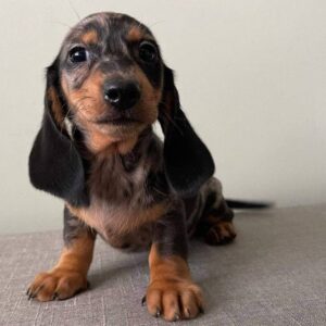 Short haired dachshund puppies, Sausage dogs for sale