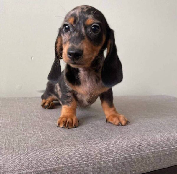 Short haired dachshund puppies, Sausage dogs for sale