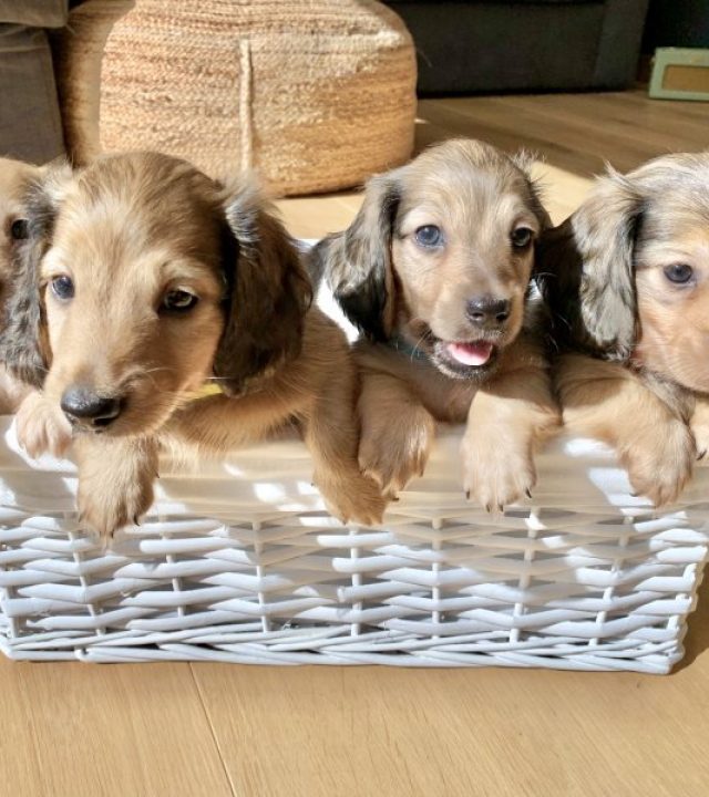 Dachshund Puppy for sale, Dapple Dachshund Puppy